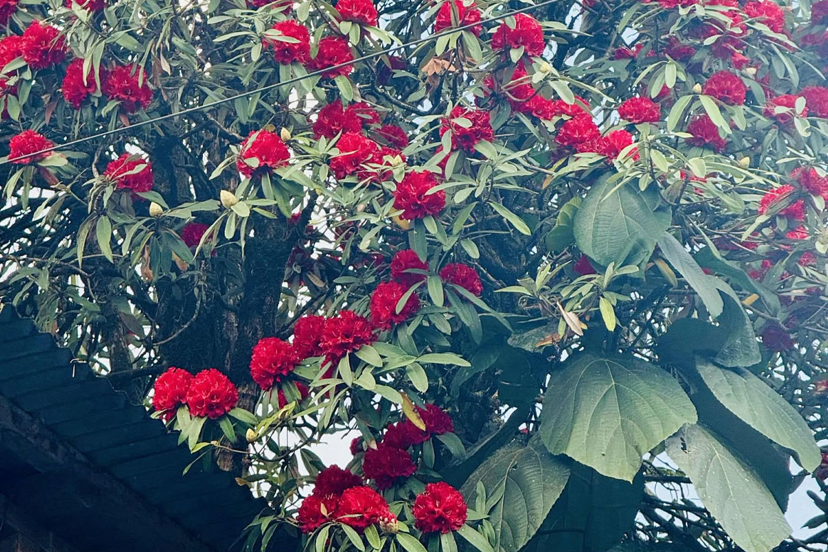 Rhododendron Forests along Ghorepani Village